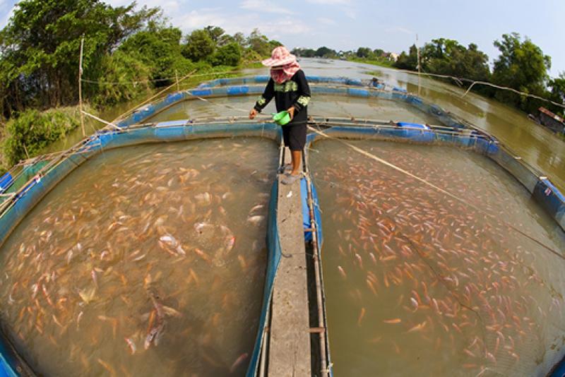 Perú y Chile impulsarán pesca y acuicultura con sanidad e inocuidad