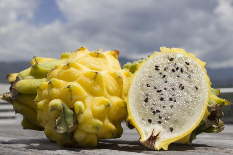 Perú y Colombia son mercados importantes para la pitahaya amarilla de Ecuador, pero los precios son muy bajos