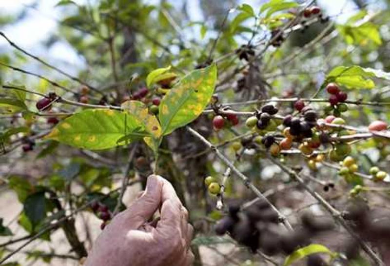 PIDEN QUE MINAGRI  PRESENTE INFORME SOBRE ACCIONES CONTRA LA ROYA