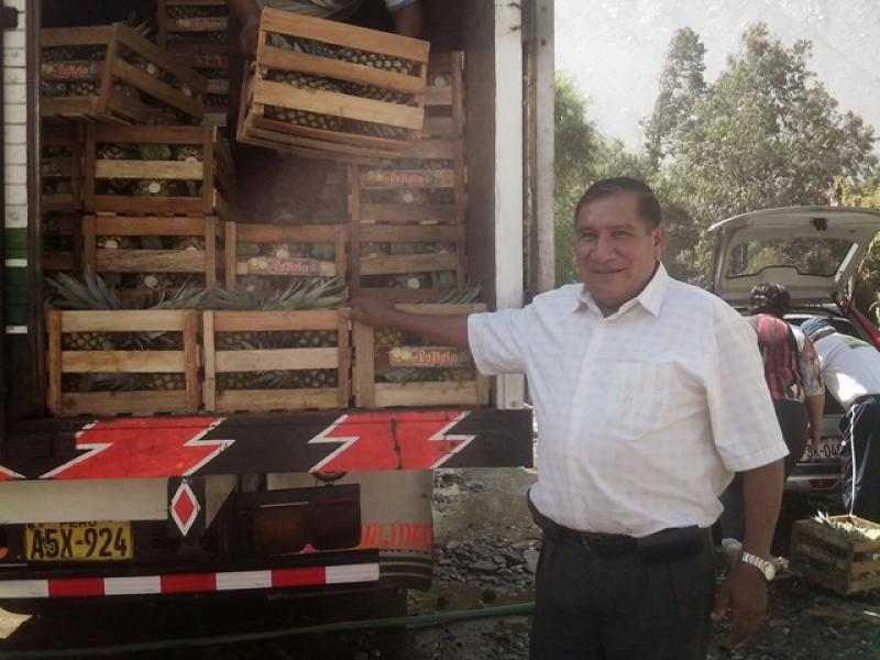 PIÑA GOLDEN PERUANA BUSCA CONQUISTAR MERCADOS ORGÁNICOS DE LA REGIÓN Y DE EUROPA 