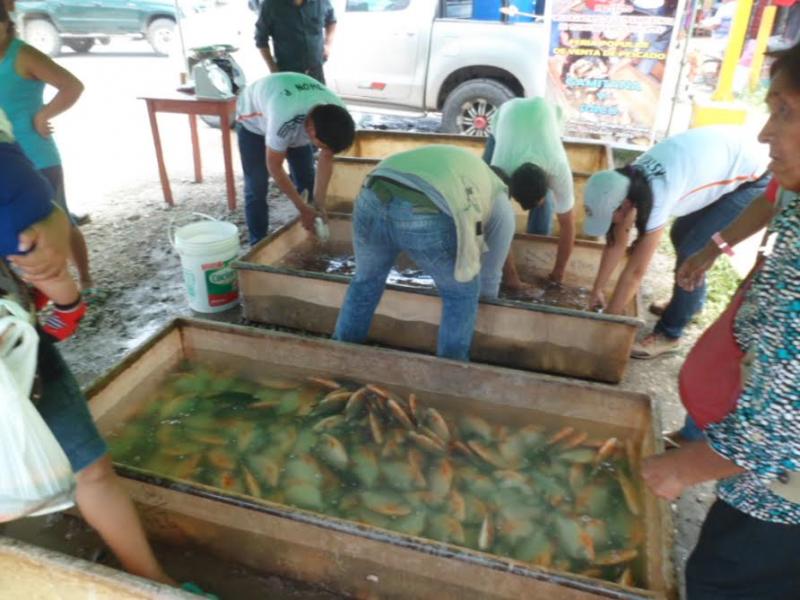 PISCICULTORES DEL ALTO HUALLAGA ACCEDEN A DIVERSOS MERCADOS