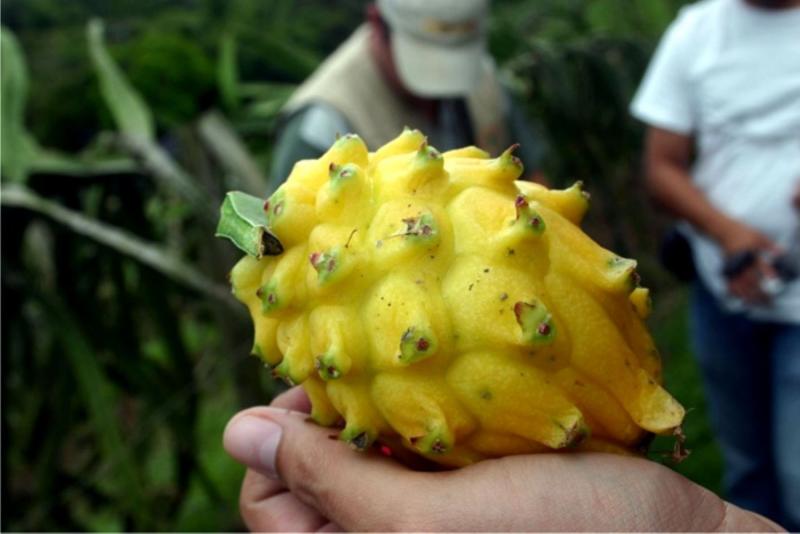 Pitahaya de Amazonas genera intención de compra desde Dubái