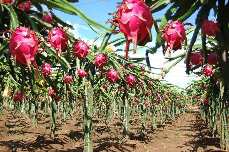 Pitahaya, la exótica fruta ya ‘invadió’ toda la costa del Perú: cuánto se invierte y cuánto se gana