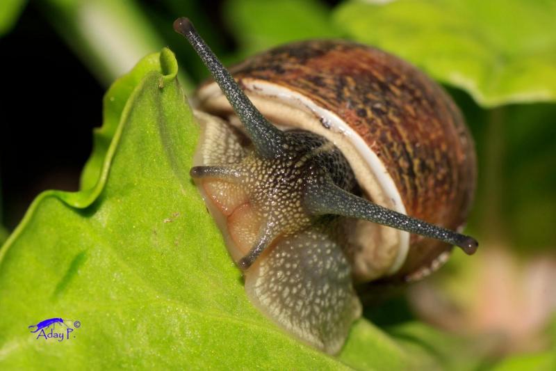 PIURA: 150 HECTÁREAS DE BANANO ORGÁNICO AFECTADAS POR PLAGA DE CARACOLES