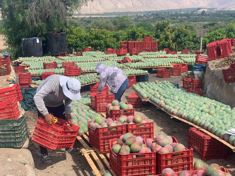 Piura: campaña de exportación de mago Kent inicia con valor de S/ 200 por jaba para envío aéreo