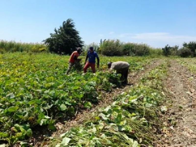 Piura exportará a Corea 20 toneladas de frejol loctao sembrado en el desierto de Sechura