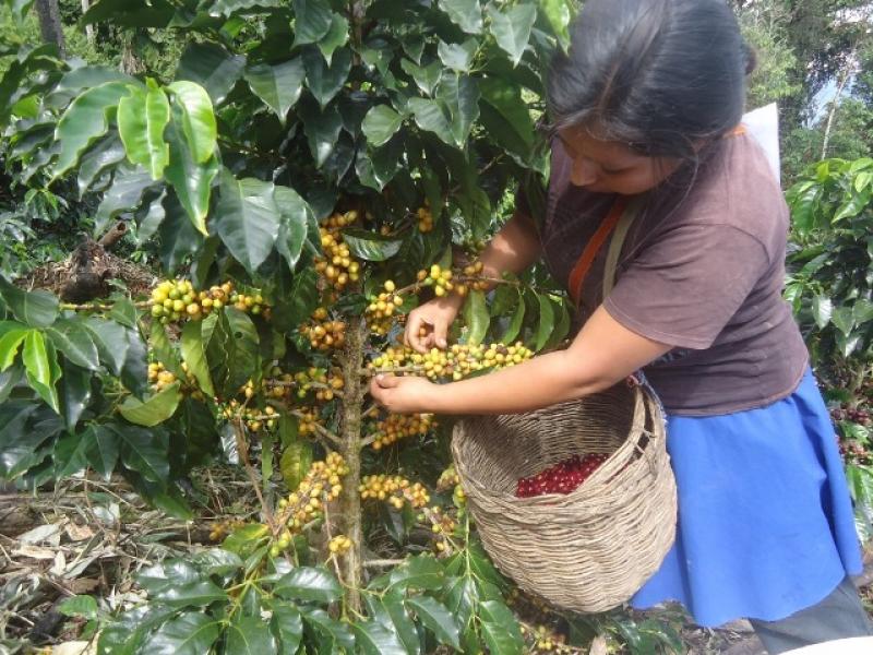 PIURA: IMPULSAN DESARROLLO DE CADENAS PRODUCTIVAS DEL CAFÉ