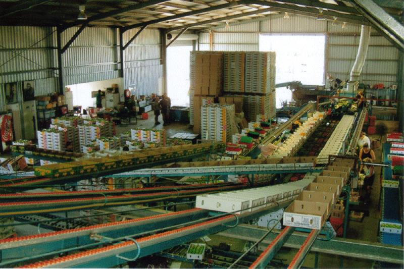 Piura: lluvias ponen en riesgo plantas de empaque de mangos