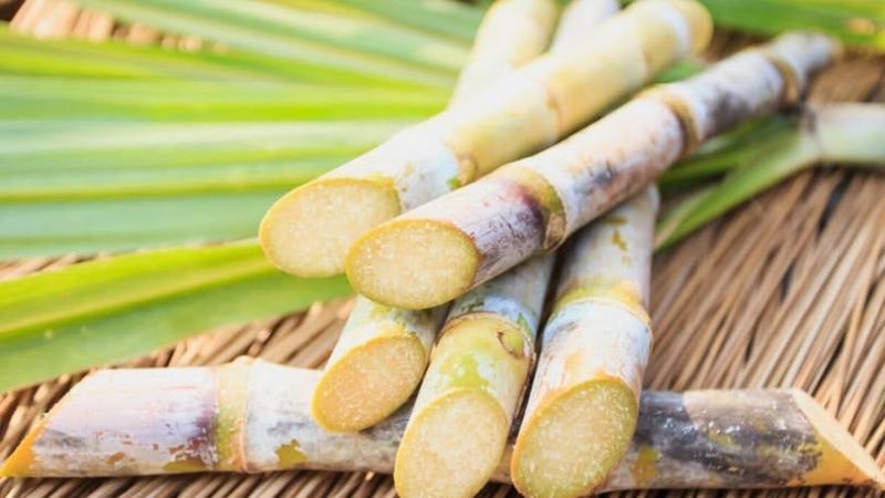 Piura: producción de caña para etanol alcanzó las 2.868.590 toneladas en 2025, mostrando un aumento de 52.25% respecto al 2024