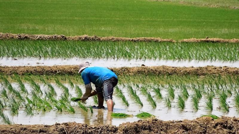 Piura reducirá entre 5 mil y 8 mil las hectáreas de arroz  en la campaña complementaria