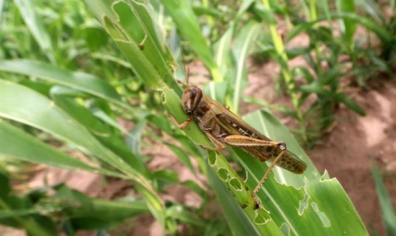 Plaga de langosta que afecta Argentina, Bolivia y Paraguay no representa peligro para agricultura peruana