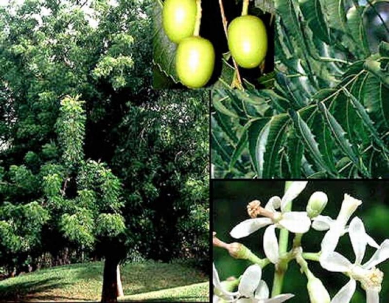 PLANTA AYUDA A COMBATIR ROYA AMARILLA EN CAFÉ