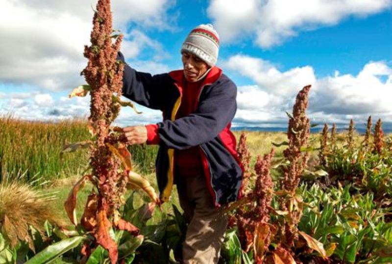 PLANTEAN ALTERNATIVAS PARA RESOLVER POCA DEMANDA DE LA QUINUA