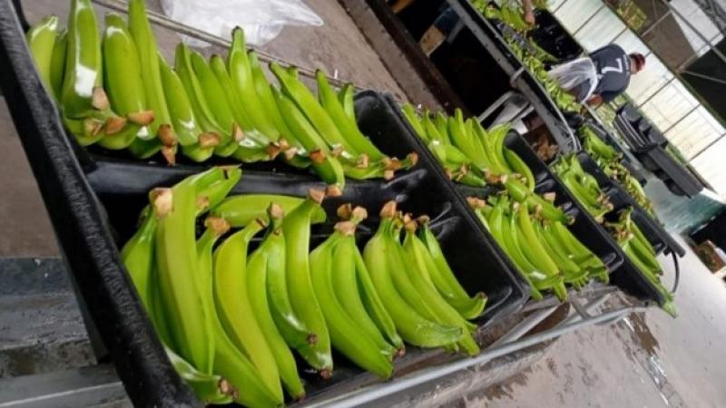 Plátano ecuatoriano gana terreno en Estados Unidos