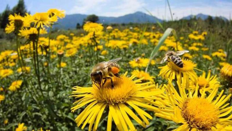 Polinización: herramienta clave para lograr una agricultura competitiva y sostenible