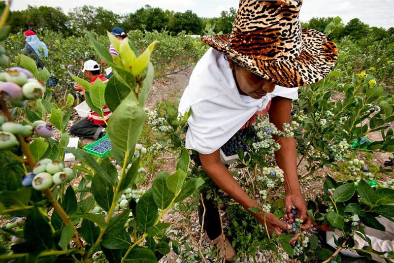 Política contra inmigrantes de Trump pone en riesgo la cosecha en “La Capital Mundial de los Arándanos”