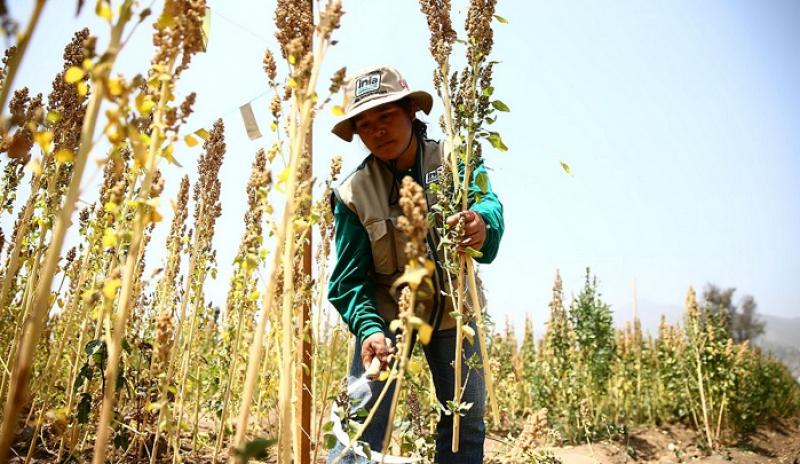 Por indicación de la FAO pasamos la semilla de la quinua a 46 países, eso no era parte de nuestro esquema