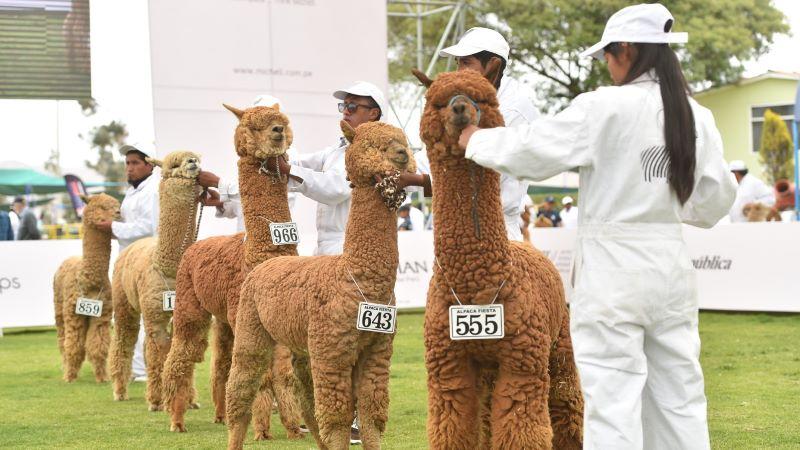 Por primera vez se realiza concurso de alpacas que incluyen a productores que cuentan con Certificación RAS