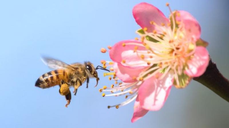 ¿Por qué sería una catástrofe que desaparecieran las abejas y qué puedes hacer tú para evitarlo?