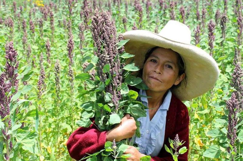 “Por sus características nutricionales y por ser un cultivo resiliente, la quinua está llamada a ser el alimento del milenio”