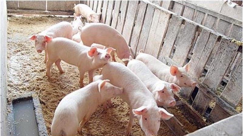 PORCICULTORES PREOCUPADOS POR BARRERAS COMERCIALES 