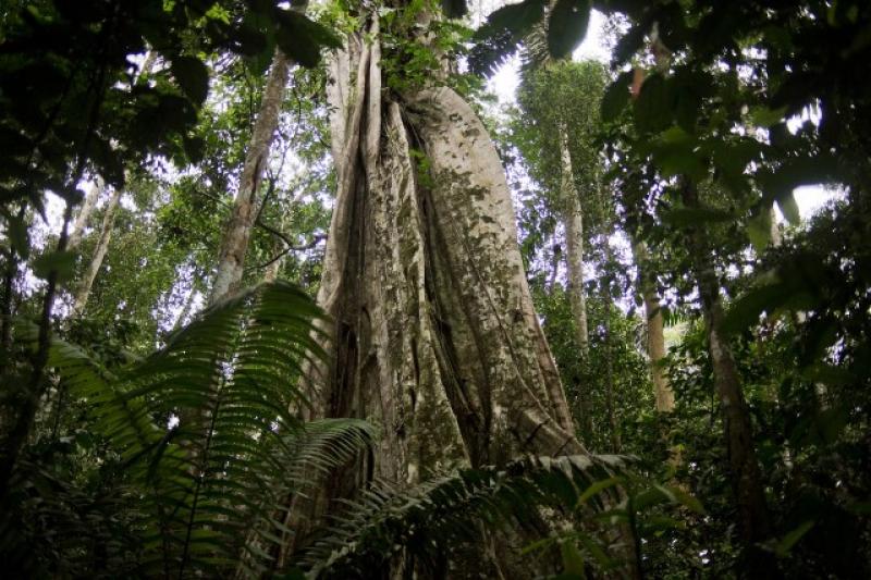 POTENCIAS FORESTALES DEL MUNDO SE REUNIRÁN EN PERÚ