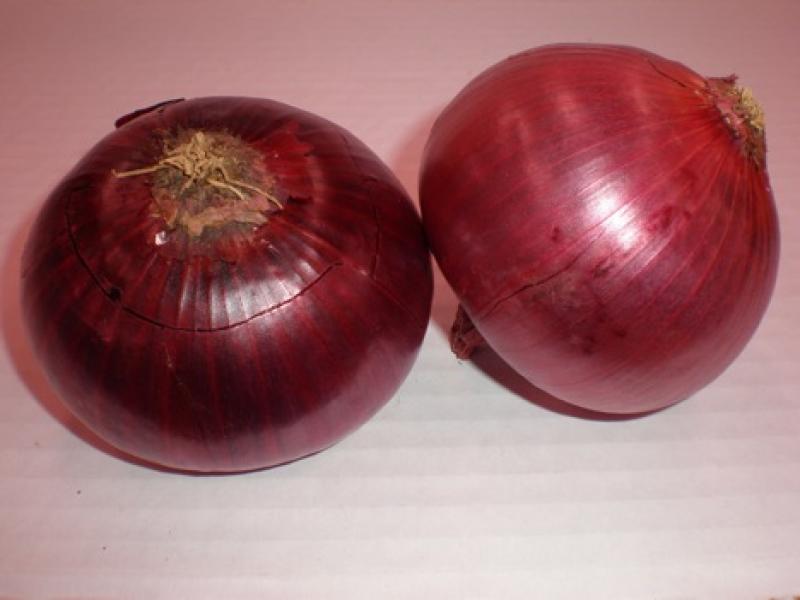 PRECIO DE LA CEBOLLA SE ESTABILIZARÁ EN LOS PRÓXIMOS DÍAS