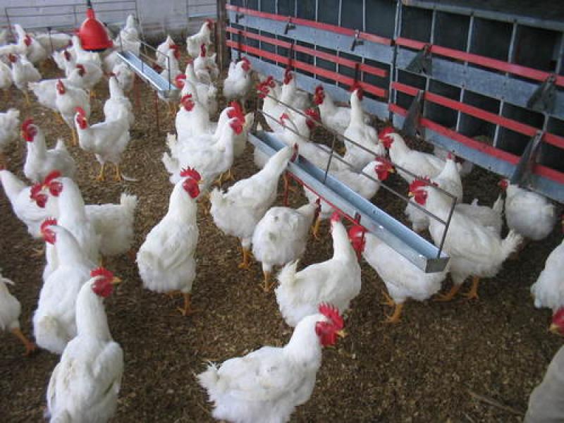 PRECIO DE POLLO EN GRANJA ASCIENDE A S/. 4.42 EL KILO