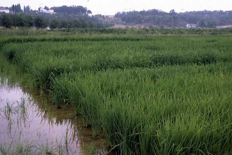 PRECIO DEL ARROZ SE MANTENDRÍA HASTA ABRIL DE 2011