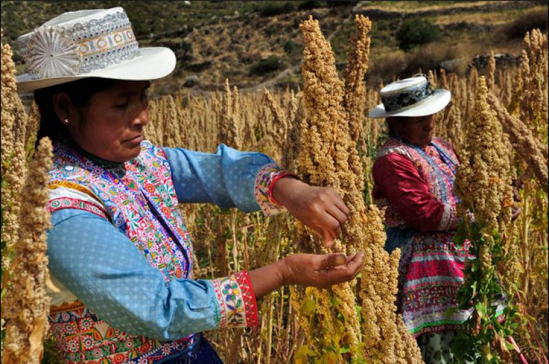 Precios bajos y falta de oportunidades para exportar su producción afectan a 30 mil  cultivadores de quinua orgánica del interior