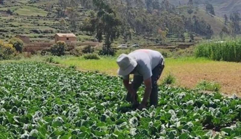 Precios de los alimentos caen por tercer mes consecutivo