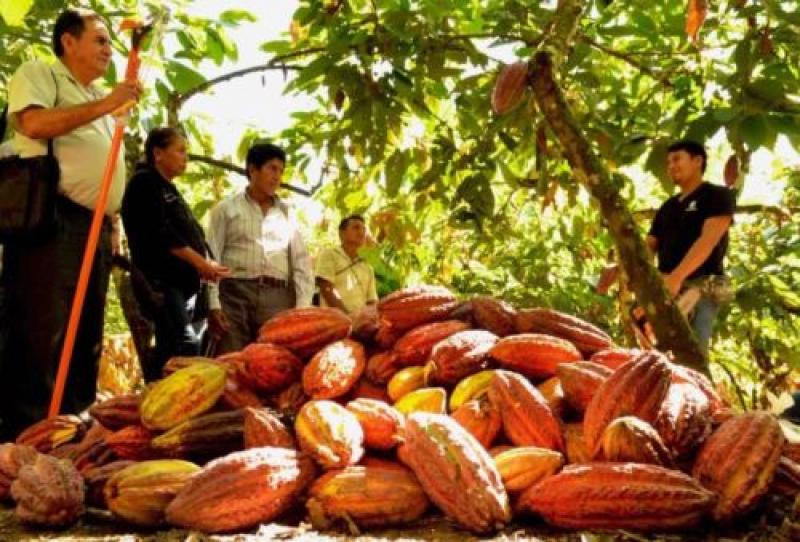 Presentan alternativas para reducir concentración de cadmio en el cacao en San Martín