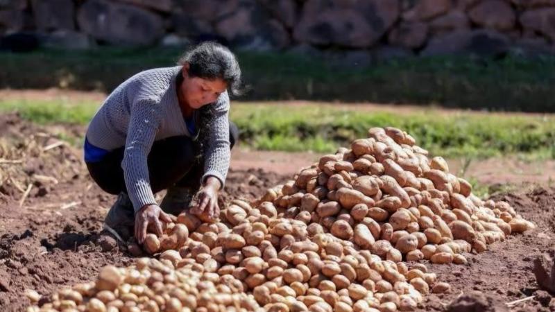Presentan avances de siembras de papa, maíz amarillo y choclo