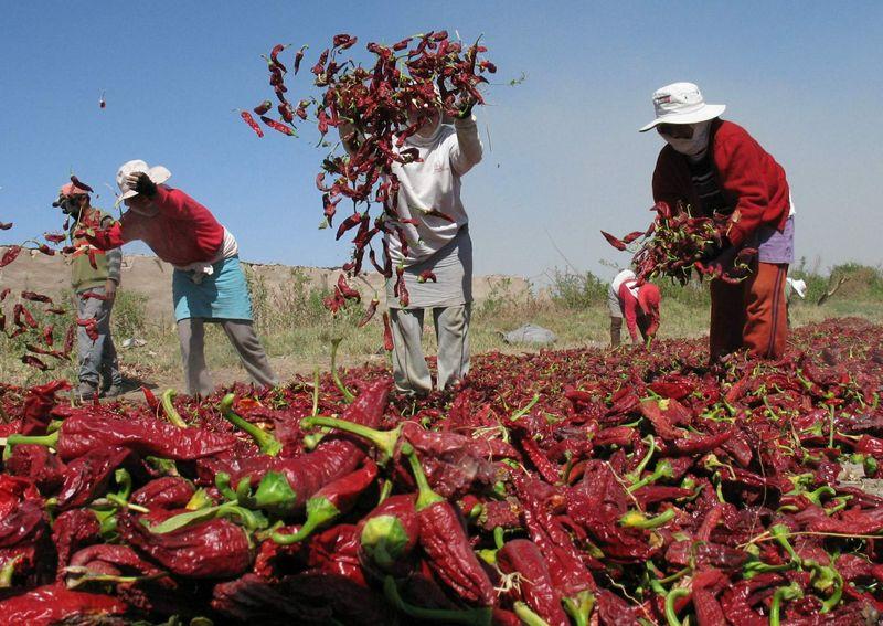 Presentan plan para fortalecimiento de la cadena productiva de páprika y capsicum secos