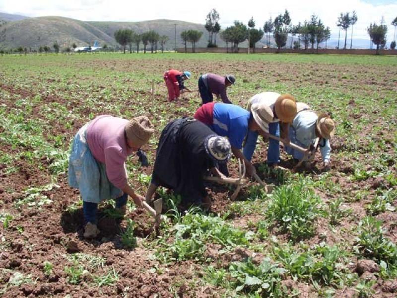 PRESENTARÁN RESULTADOS INCIALES DEL CENSO AGROPECUARIO EN DICIEMBRE