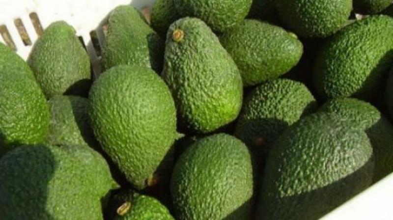 Primeros envíos de palta Hass peruana ya están en camino hacia Corea del Sur