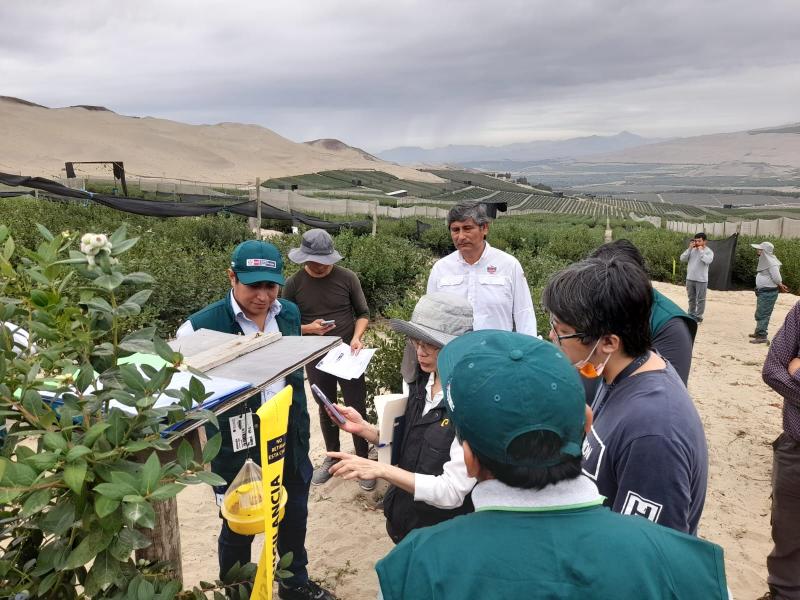 Proceso de exportación de arándano peruano supera auditoría de Taiwán