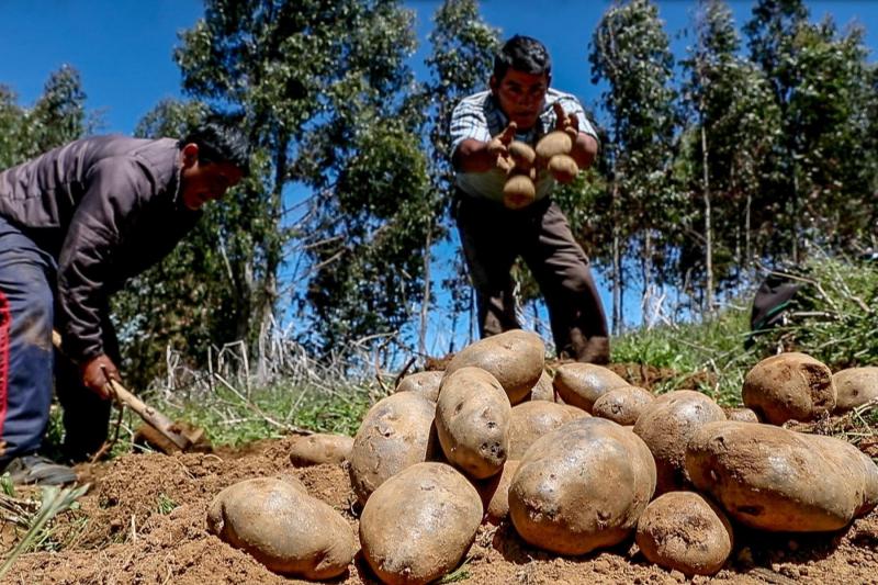 Producción agropecuaria creció 14.79% en mayo impulsada por agroexportación