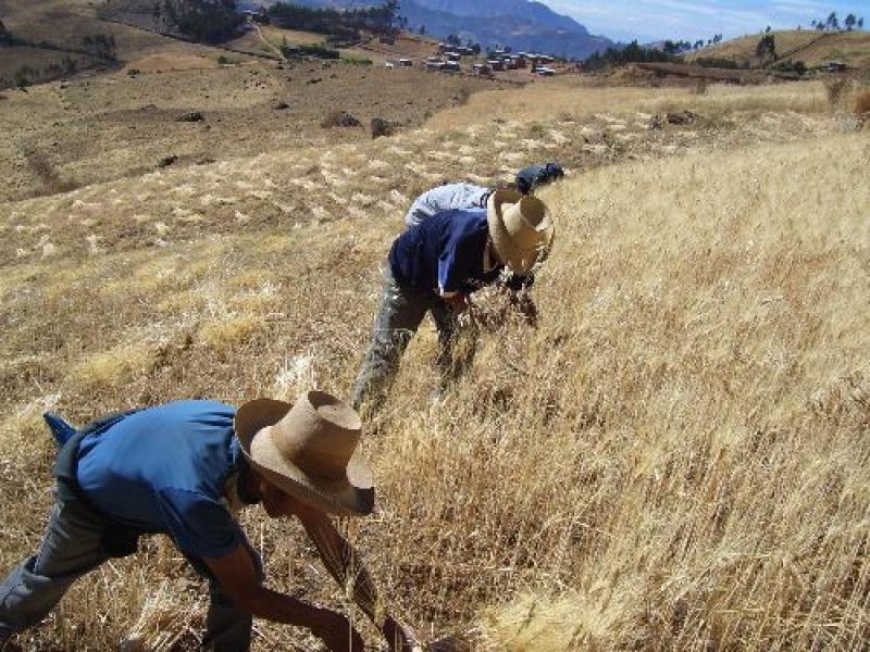 PRODUCCIÓN AGROPECUARIA CRECIÓ 2,3% ENTRE ENERO-AGOSTO DE ESTE AÑO