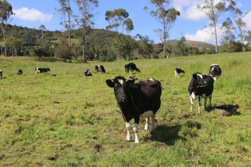 Producción agropecuaria de Cajamarca creció 6.3% este año