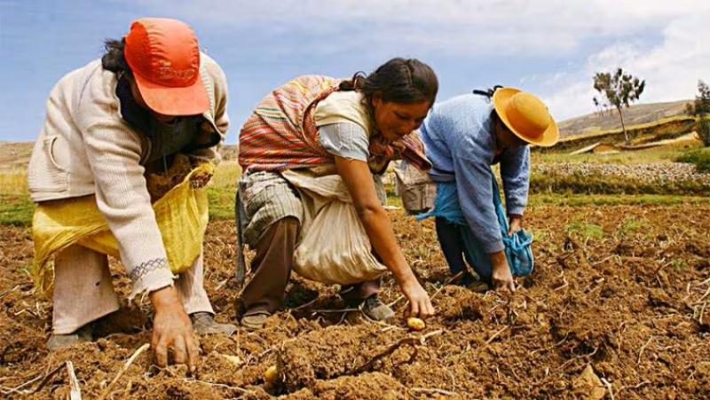 Producción agropecuaria de Perú creció 5.5% entre enero y octubre de este año