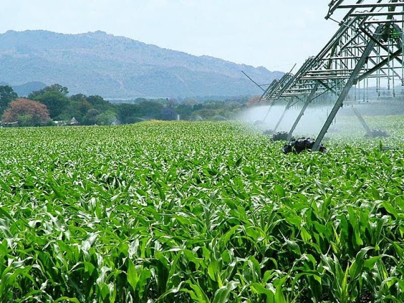 PRODUCCIÓN AGROPECUARIA PARA EXPORTACIÓN AUMENTÓ 11,7%