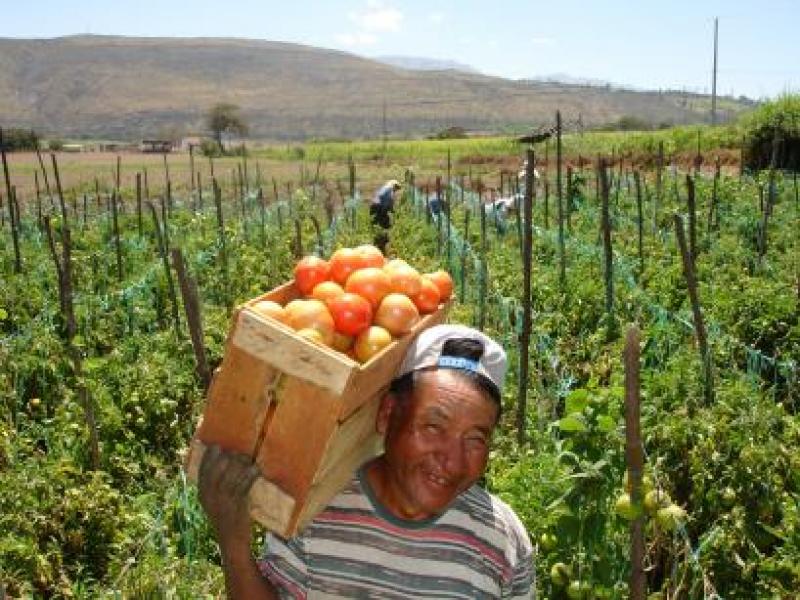 PRODUCCIÓN AGROPECUARIA SOLO CRECIÓ 3,9%