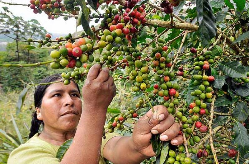 PRODUCCIÓN CAFETALERA DISMINUIRÍA 23% ESTE AÑO