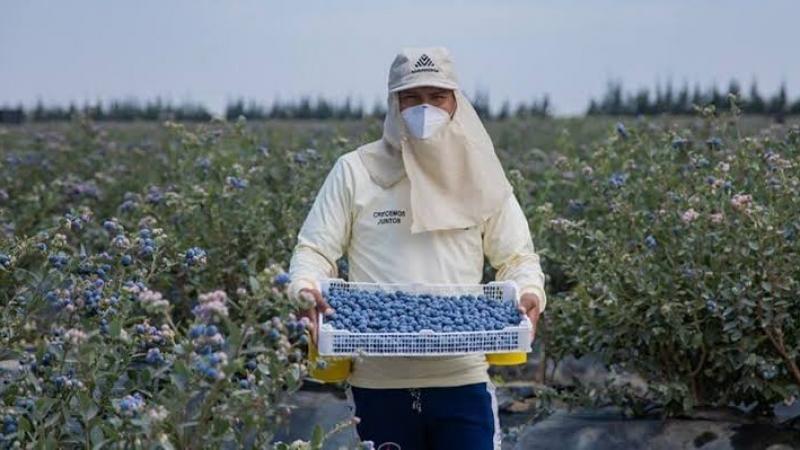 Producción de arándanos creció 29.8% en agosto de 2026