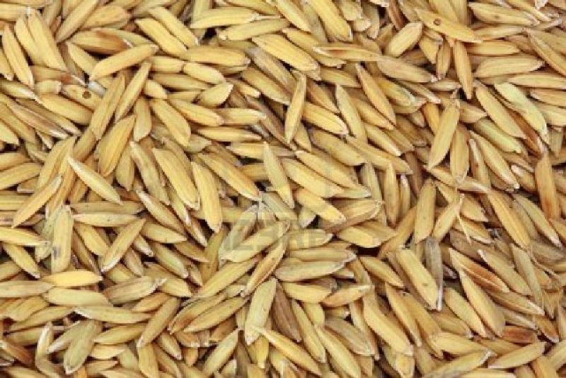 PRODUCCIÓN DE ARROZ CÁSCARA Y CAÑA DE AZÚCAR AUMENTÓ MÁS DE 20%