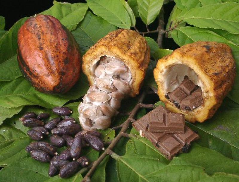 PRODUCCIÓN DE CACAO CRECERÁ 25% EN 2011