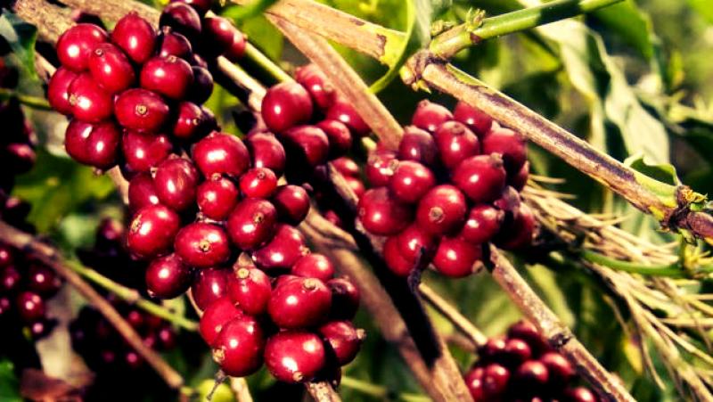 Producción de café crecería 13% este año