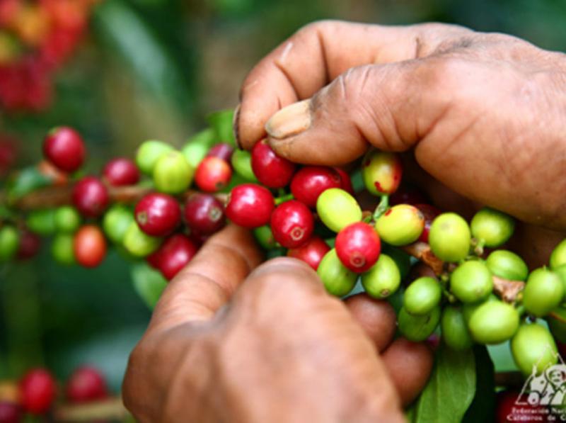 Producción de café de Colombia cerraría en 14 millones de sacos el 2020