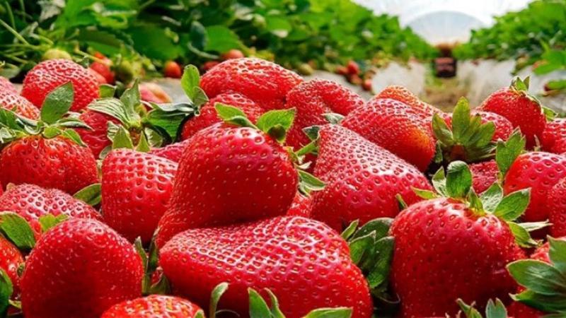 Producción de fresa de Perú superó las 51 mil toneladas en 2025